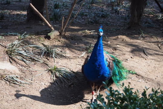 上海动物园蓝孔雀