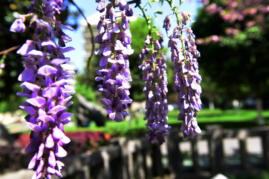 盛开的紫藤花