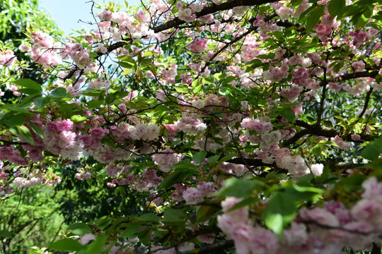 粉红色樱花树