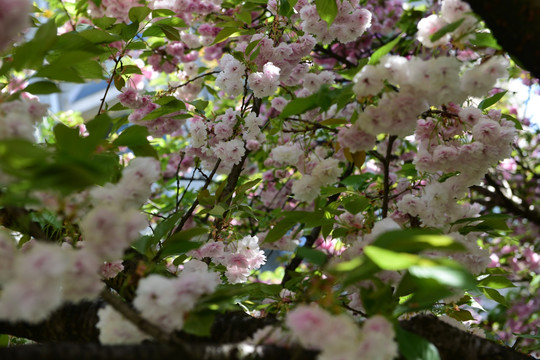 粉红色樱花树