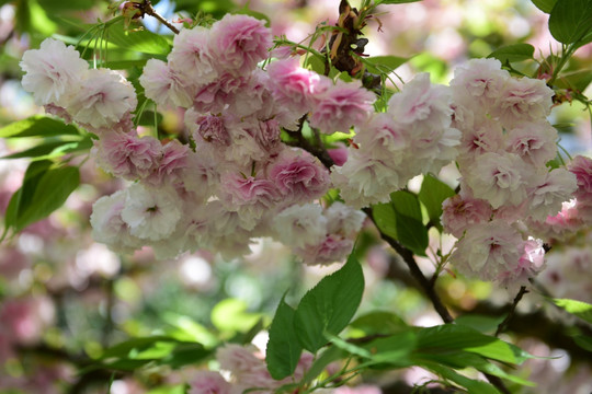 粉红色樱花树