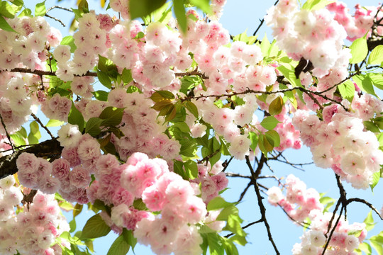 樱花花枝