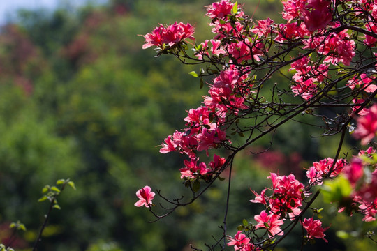 映山红 杜鹃花