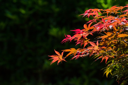 红叶 红枫