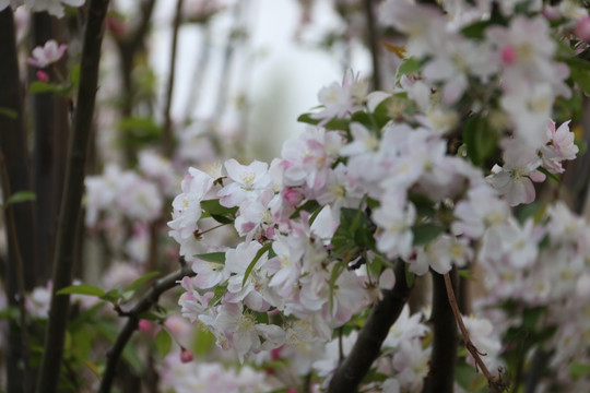 繁花似锦