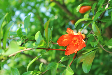 石榴花