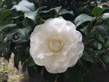 白花