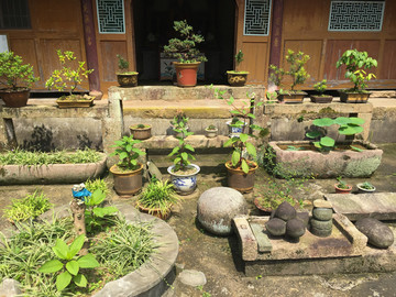 庭院植物