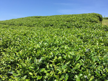 茶园风光