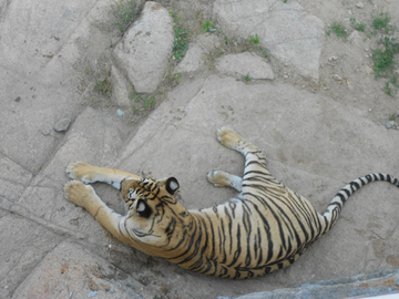 老虎 神雕山野生动物保护区