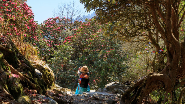 高山杜鹃