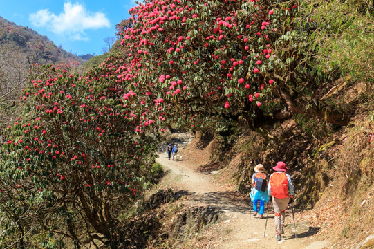 高山杜鹃