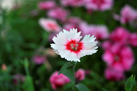 石竹花特写