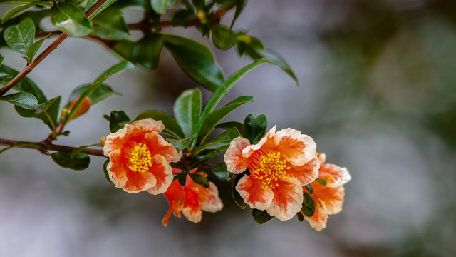 石榴花