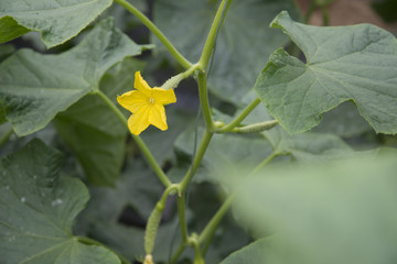 黄瓜 带花