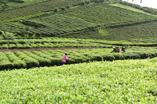 茶山采茶