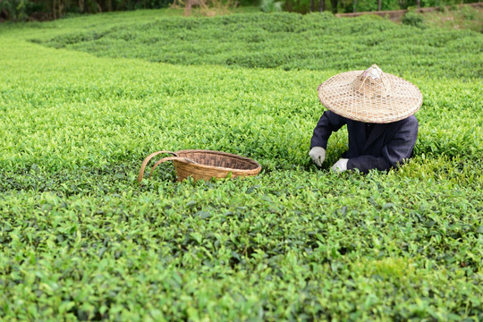 茶山采茶