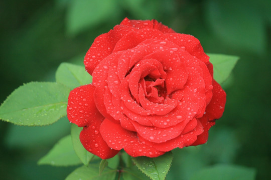 雨后的月季花