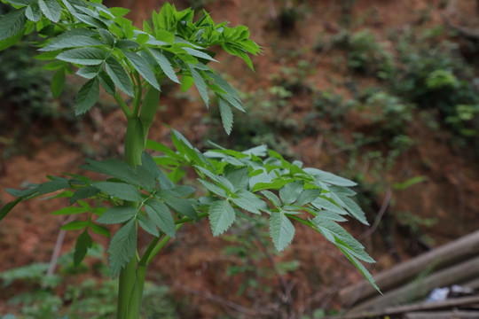 白芷植株