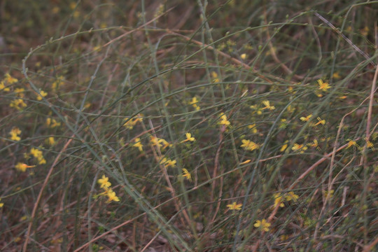 迎春花