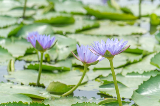 莲花池