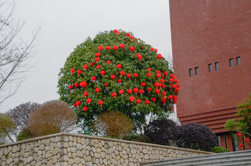 春节景观树装饰