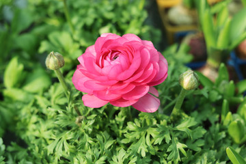 花毛茛