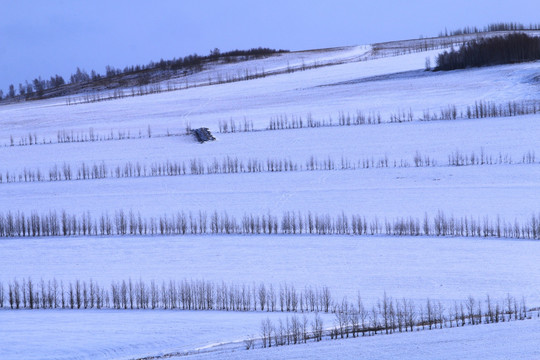 农田防护林雪景