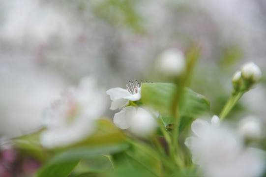 梨花