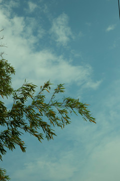 竹子