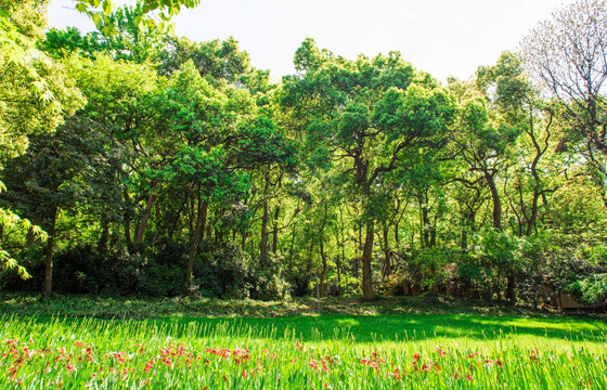 草坪树林 阳光树林