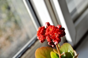窗前阳光下的长寿花