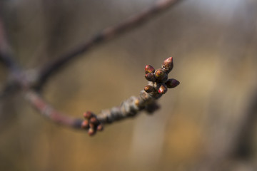 樱桃花