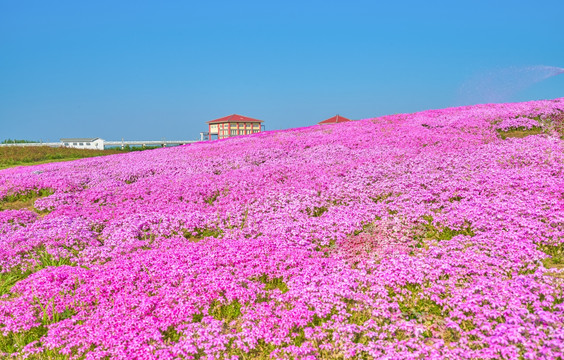 花海 红花海 高清大图