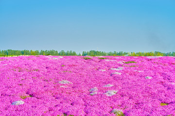 花海 红花海 高清大图