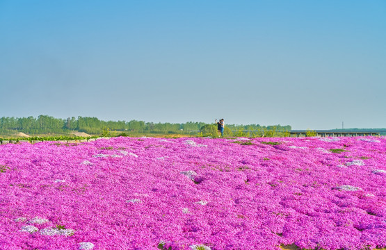 花海 红花海 高清大图