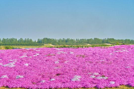 花海 红花海 高清大图