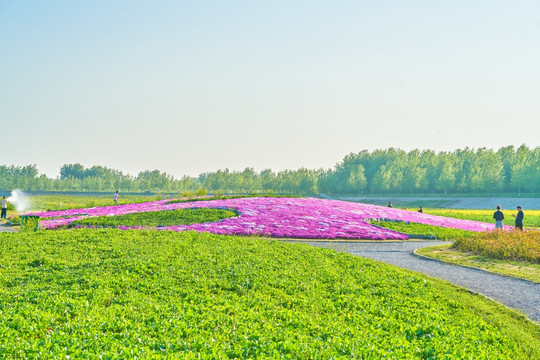 鲜花海 花园 花坛 高清大图