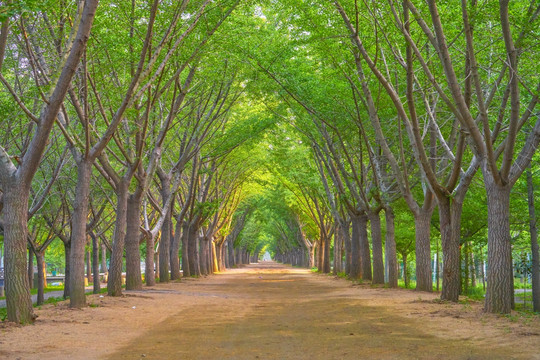 林荫道 春天的时光隧道