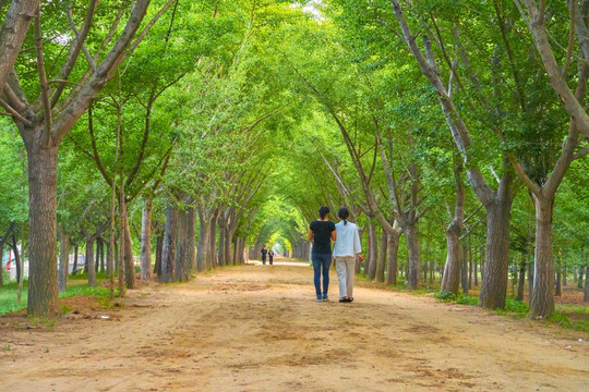 林荫道 春天的时光隧道