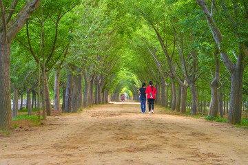 树林隧道 林荫小路 高清大图