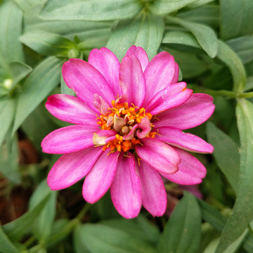 小百日菊