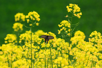 油菜花 蝴蝶