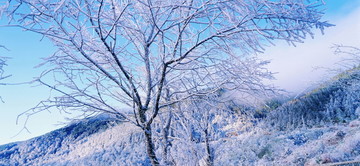 雪景