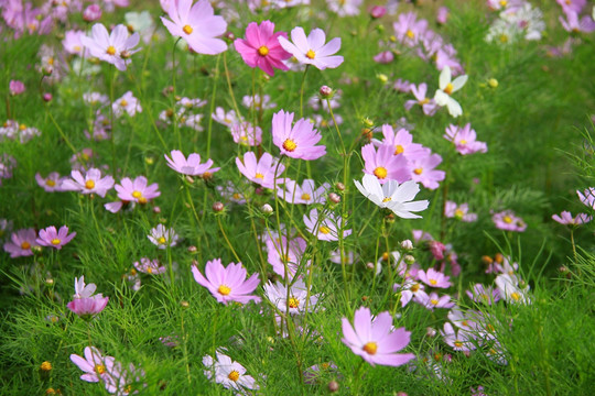 格桑花