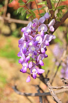 紫藤树