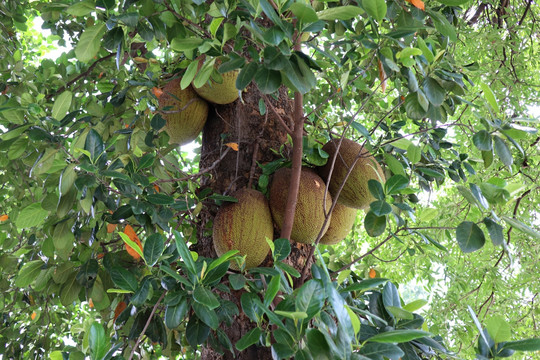 菠萝蜜树