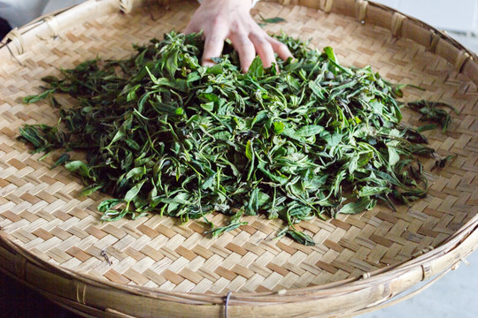 绿茶制作