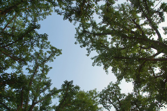 银杏树 天空 树梢