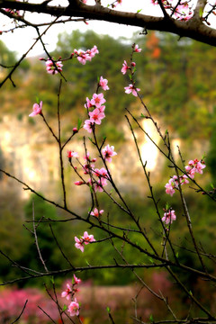 山野 桃花